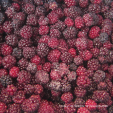 IQF Einfrieren Organic Blackberry Zl-016